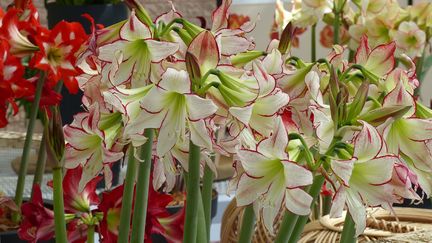 Amaryllis (Hippeastrum) 'Strips and Stripes'. (ISABELLE MORAND / RADIO FRANCE / FRANCE INFO)