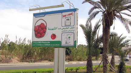 Publicité pour la production de tomates bio à Agadir au Maroc (photo de 2007). (LARS HALBAUER / DPA)