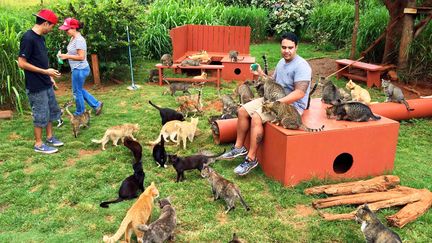 &nbsp; (Le sanctuaire pour chats à Hawaii © Sipa press)