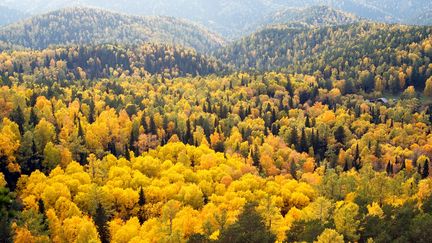 Les couleurs de l'automne transforment la ta&iuml;ga russe, dans cette photographie non dat&eacute;e. La Russie met en avant ses immenses for&ecirc;ts pour jouer sur son engagement sur la r&eacute;duction des gaz &agrave; effet de serre, en vue&nbsp;de la COP21. (WU SWEE ONG / FLICKR RF / GETTY IMAGES)