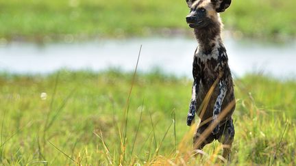 Au début du XXe siècle, le continent africain comptait environ 500.000 lycaons. Aujourd’hui, ils sont 100 fois moins nombreux. Souvent rangés dans la catégorie de la vermine, ils ont longtemps laissé indifférents les gouvernements et les associations de défense de l’environnement. Et ont été victimes d’une chasse intensive menée par les fermiers, les éleveurs et même les employés des parcs nationaux. Car, selon le site especes-menacees.fr, "ni sa viande ni sa fourrure ne sont commercialisées. Cette espèce était simplement considérée comme nuisible. Elle était accusée de dévorer les animaux d’élevage, de répandre les maladies, de tuer pour le plaisir." (PIERRE VERNAY / BIOSPHOTO / AFP)