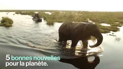 5 bonnes nouvelles pour la planète