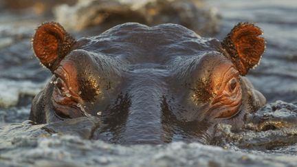 Un&nbsp;hippopotame photographié au Botswana en décembre 2016.&nbsp; (THOMAS DRESSLER / BIOSPHOTO / AFP)