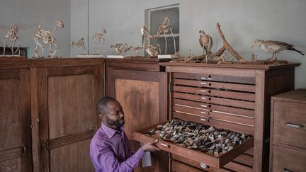 Les tiroirs des armoires regorgent de nombreux spécimens d’animaux classés et répertoriés selon leurs différentes caractéristiques par les chercheurs.
 (GUERCHOM NDEBO/AFP)