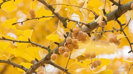 Ginkgo Biloba : présent dans plusieurs villes françaises, cet arbre ornemental dégage une odeur nauséabonde