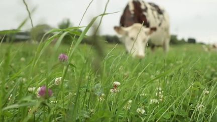 Lait français : le nombre d'éleveurs continue de diminuer