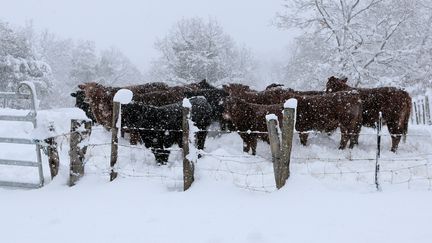 Dans un champ près de Corte (Haute-Corse), des veaux sont regroupés sous la neige, le 17 janvier 2017. (PASCAL POCHARD-CASABIANCA / AFP)