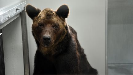 L'ours Mischa recueilli au zoo refuge La Tanière en Eure-et-Loire, en septembre 2019. (QUENTIN REIX / MAXPPP)