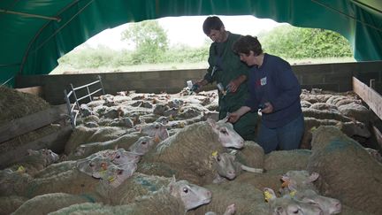 Vaccination de brebis contre la fièvre catarrhale dans un élevage de Faveraye-Mâchelles, dans les Pays de la Loire, le 12 mai 2009. (CHRISTIAN WATIER / MAXPPP)