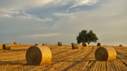 paysage, Bas-Rhin (JEAN ISENMANN / ONLY FRANCE)