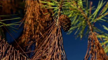 Sécheresse : les forêts souffrent de la chaleur et de nombreux arbres sont morts cet été