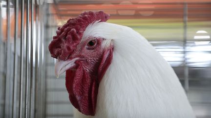 Des chercheurs écossais travaillent sur un poulet génétiquement modifié pour résister à la grippe aviaire (illustration). (LUDOVIC MARIN / AFP)