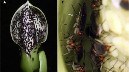 Preuve du recrutement de punaises florivores comme pollinisateurs sur une syngonium hastiferum, une plante de la famille des arums.&nbsp; (CURRENT BIOLOGY)