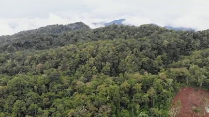 Les forêts couvraient autrefois la moitié de la surface du globe, c'est moins de 10% aujourd'hui. À São Tomé (São-Tomé-et-Principe), dans le golfe de Guinée, où la forêt est classée par l'Unesco comme une réserve exceptionnelle. Un véritable paradis pour les oiseaux, mais pas seulement. (France 2)