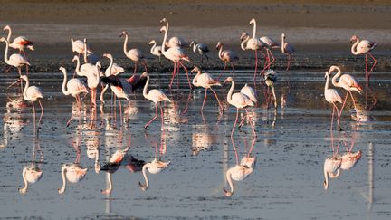 Camargue : les bénévoles ont bagué les jeunes flamants roses