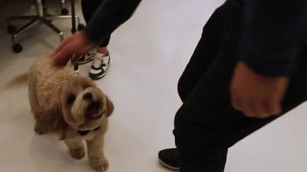 Comme en France, les Anglais ont été nombreux à adopter un animal de compagnie durant le confinement. Résultat, les entreprises britanniques autorisent de plus en plus souvent leurs employés à venir accompagner de leur chien ou de leur chat. (CAPTURE ECRAN FRANCE 3)