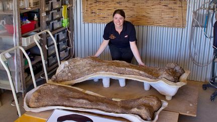 Des fossiles du spécimen de&nbsp;l'espèce "Australotitan cooperensis", le 19 mars 2014 à Eromanga, en Australie. (SCOTT HOCKNULL / THE EROMANGA NATURAL HISTORY MUSEUM / AFP)