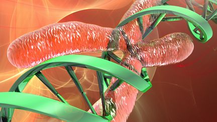 Reproduction d'une mol&eacute;cule d'ADN (en vert) et d'un chromosome (en rouge). (NSP / AFP)