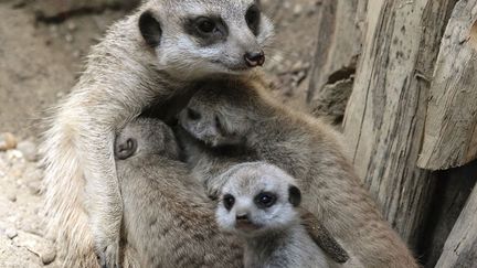 De jeunes suricates t&ecirc;tent leur maman au zoo de Vienne (Autriche), le 30 ao&ucirc;t 2012. (HEINZ-PETER BADER / REUTERS)