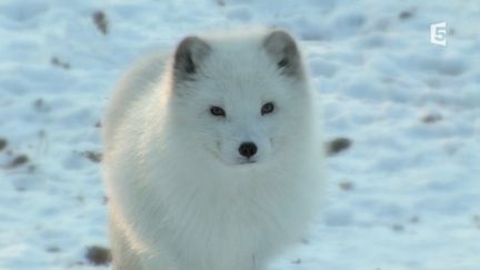 Un renard polaire dans le nord du Canada, en 2016. (FRANCE 5)