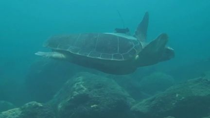 La Réunion : bardée de capteurs, la tortue Tina fournit de précieuses informations aux scientifiques