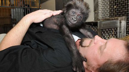 Gladys, un b&eacute;b&eacute; chimpanz&eacute; abandonn&eacute; par sa m&egrave;re au zoo de Cincinnati &nbsp;(Ohio) joue avec un de ses soigneurs, le 1er mars 2013. (DAVID JENIKE / AP / SIPA)