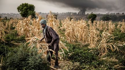 Un fermier Fulani travaille dans un champ de maïs près de Sokoto, au Nigeria. Le pays est le premier touché en Afrique par les dégâts occasionnés par les espèces invasives. (LUIS TATO / AFP)