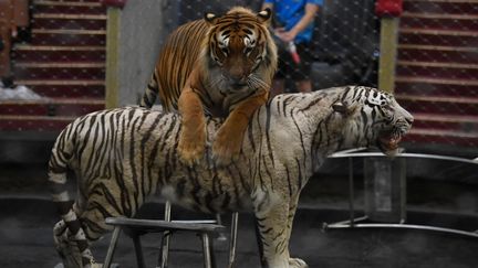 Des tigres en train de répéter un numéro au&nbsp;cirque d'Etat de Moscou le 18 juin 2020. (EKATERINA CHESNOKOVA / SPUTNIK / AFP)