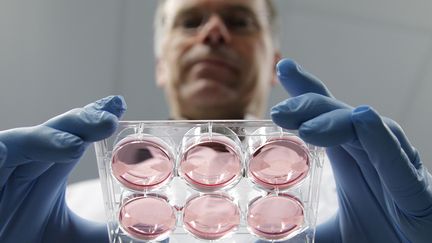 Le scientifique n&eacute;erlandais Mark Post montre des cultures de cellules destin&eacute;es &agrave; produire de la viande, &agrave; l'universit&eacute; de Maastricht (Pays-Bas), le 9 novembre 2011. (FRANCOIS LENOIR / REUTERS)