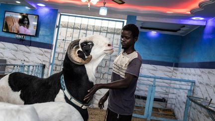 &nbsp;Abdou Fatah Diop, éleveur de moutons&nbsp;dont le fameux Ladoum. (JOHN WESSELS / AFP)