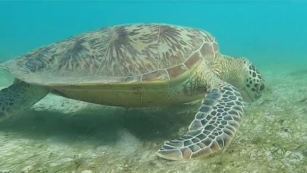 Dans les eaux de Mayotte, de nombreuses espèces endémiques&nbsp;vivent&nbsp;dans un lagon&nbsp;menacé par le braconnage. Diverses actions sont prises par des associations locales afin de protéger le paysage marin. (CAPTURE ECRAN FRANCE 2)