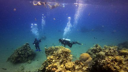 Des plongeurs s'approchent d'un récif corallien lors d'une plongée dans les eaux de la mer Rouge au large de la ville portuaire d'Eilat, dans le sud d'Israël, le 9 février 2021. Image d'illustration. (MENAHEM KAHANA / AFP)