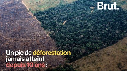 Depuis l'élection du Président Jair Bolsonaro, les organisations s'inquiètent de l'avenir de la plus grande forêt tropicale du monde.