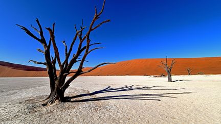 Ces "squelettes" de bois projettent leurs immenses ombres sur le désert de sel et d'argile blanche de Dead Vlei, un lieu aride, asséché depuis plusieurs siècles. (MATTHIAS TOEDT / DPA-ZENTRALBILD / DPA PICTURE-ALLIANCE)