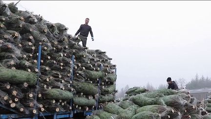 Bourgogne-Franche-Comté : le Morvan, une terre propice aux sapins de Noël (Capture d'écran France 2)