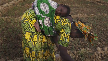 Une Malienne plante des haricots dans une ferme le 22 janvier 2013. Elles sont des milliers à passer des heures à cultiver la terre sans pouvoir accéder à la propriété foncière. (Photo Reuters/Joe Penney )