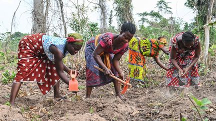 Les femmes des plantations&nbsp;de Kôkôti-Kouamékro, à 200 km d'Abidjan, ont reçu le soutien de la fondation suisse&nbsp;Initiative internationale pour le cacao (ICI). (ISSOUF SANOGO / AFP)