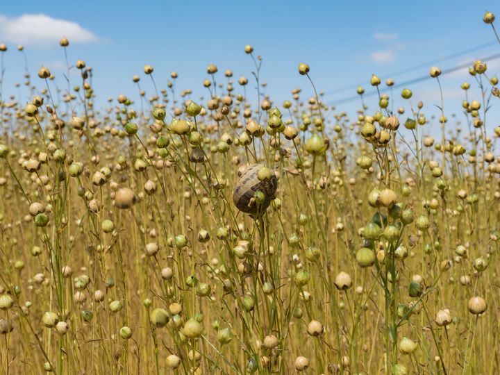 La Normandie et les Hauts de France sont les deux régions à produire le lin : utilisé dans le textile ou la corderie, le lin est aussi source d'Oméga 3 et trouve de nombreuses applications par sa culture plus respectueuse de l'environnement.&nbsp; (M.ASTAR/SIPA)