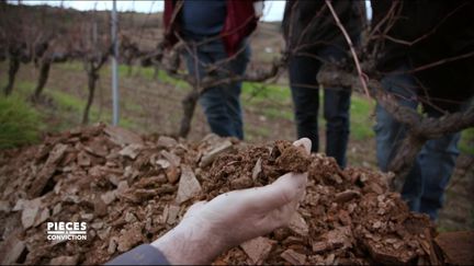 "Le sol a changé !" La vigne avant et après l'abandon des pesticides (CAPTURE D’ÉCRAN "PIÈCES A CONVICTION" / FRANCE 3)