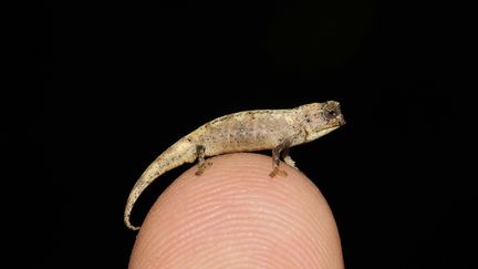 Un&nbsp;Brookesia nana, le plus petit caméléon au monde découvert sur l'île de Madagascar en 2021. (FRANK GLAW / ZOOLOGISCHE STAATSSAMMLUNG MUNCH)