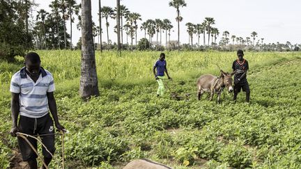 Un champ familial à Fimela (Sénégal) le 31 août 2021. Illustration (JOHN WESSELS / AFP)