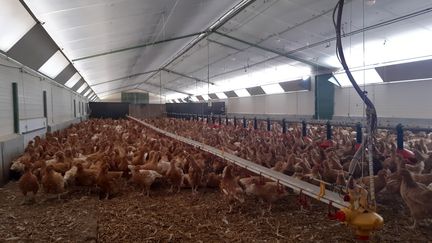 Les poulets et pintades de cet élevage de Mont-Dol (Ille-et-Vilaine) sont confinés à cause de la grippe aviaire.&nbsp; (LUCIE AMADIEU / RADIO FRANCE)