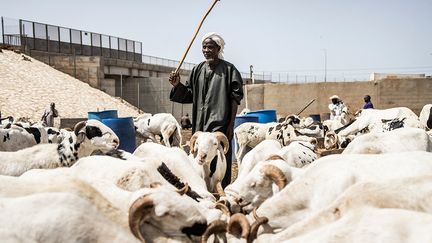 Mais sacrifier un tel animal pour la Tabaski est aussi devenu un moyen de proclamer devant tous un statut social élevé au Sénégal, où près de 40% de la population vis avec moins de 1,70 euro par jour, selon la Banque mondiale. Des éleveurs rappellent que dans l'islam, les plus riches ont l'obligation de sacrifier les plus beaux animaux.&nbsp; &nbsp; (JOHN WESSELS / AFP)