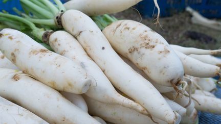 Le daikon, radis venu du Japon.&nbsp; (Laurent Mariotte)