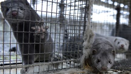 Dans un élevage de visons à Jyllinge (Danemark), près de Copenhague, le 24 octobre 2012. (FABIAN BIMMER / X02840 / REUTERS)