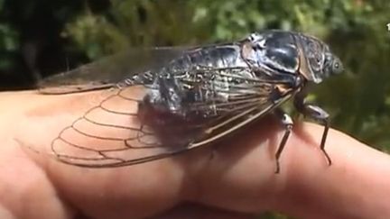 Environnement : le chant des cigales toujours plus fort (FRANCE 3)