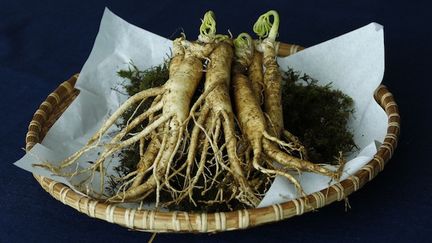 Le ginseng, une plante pour retrouver du tonus !