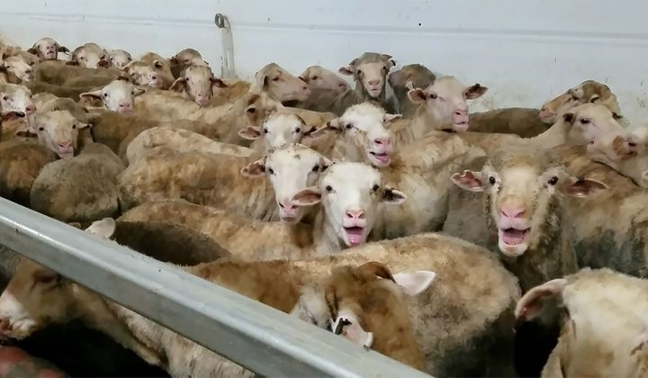 Des moutons stressés à bord de l'"Awassi Express", le 9 mars 2018. Le transport de 50 000 moutons a été bloqué en Australie après la diffusion des images sur les conditions du voyage maritime entre l'Australie et le Moyen-Orient. (ANIMALS AUSTRALIA / ANIMALS AUSTRALIA)