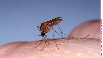 Un moustique culex en Floride (photo non datée). (GERARD LACZ / REX FEATU/REX/SIPA / REX)