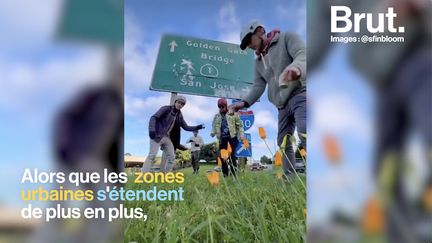 Leur but : ramener la nature dans la ville. Brut a rencontré les guérilleros du jardinage de San Francisco.